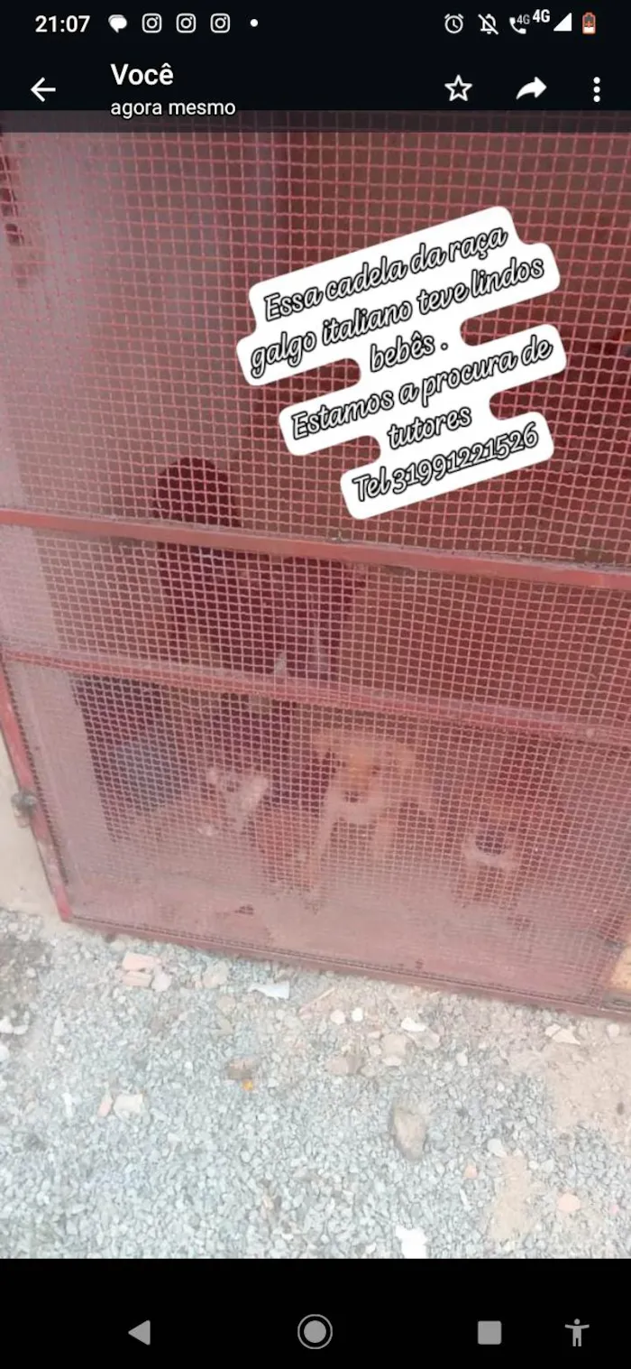 Cachorro raça SRD-ViraLata idade Abaixo de 2 meses nome Não tem 