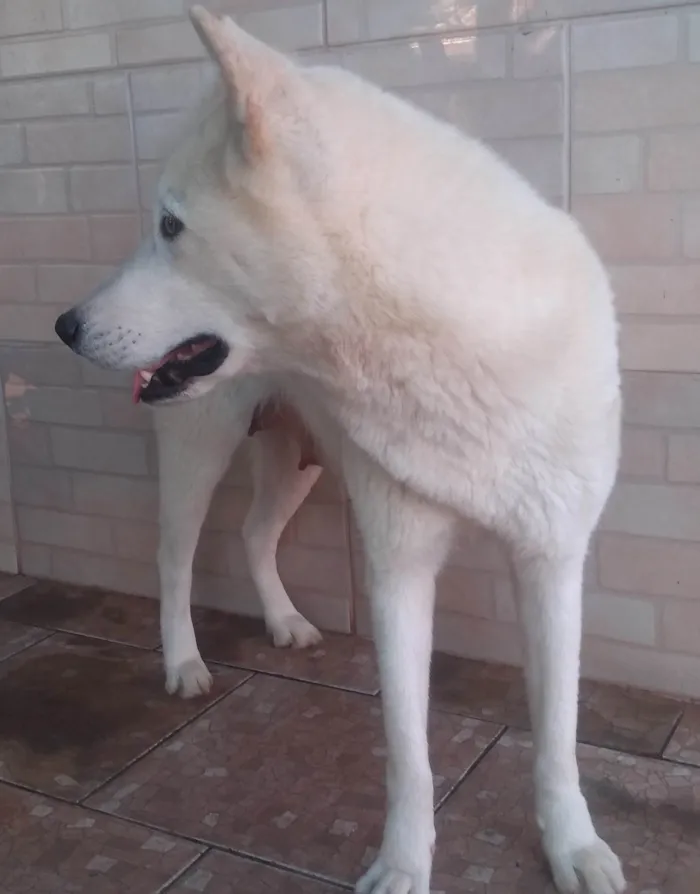 Cachorro ra a Akita  idade 2 anos nome Kiara 