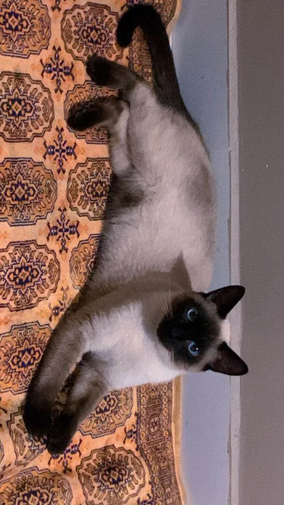 Gato ra a SRD-ViraLata idade 1 ano nome anakim