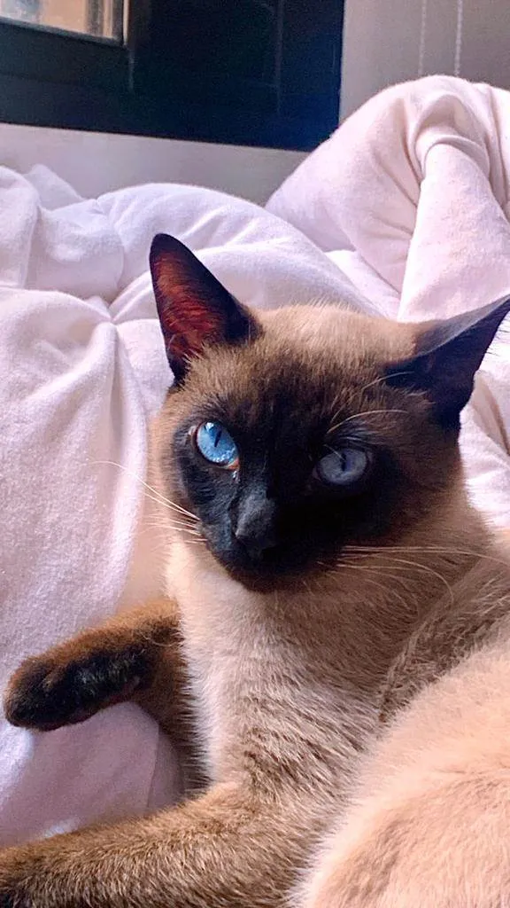 Gato ra a SRD-ViraLata idade 1 ano nome anakim