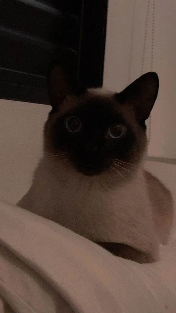 Gato ra a SRD-ViraLata idade 1 ano nome anakim