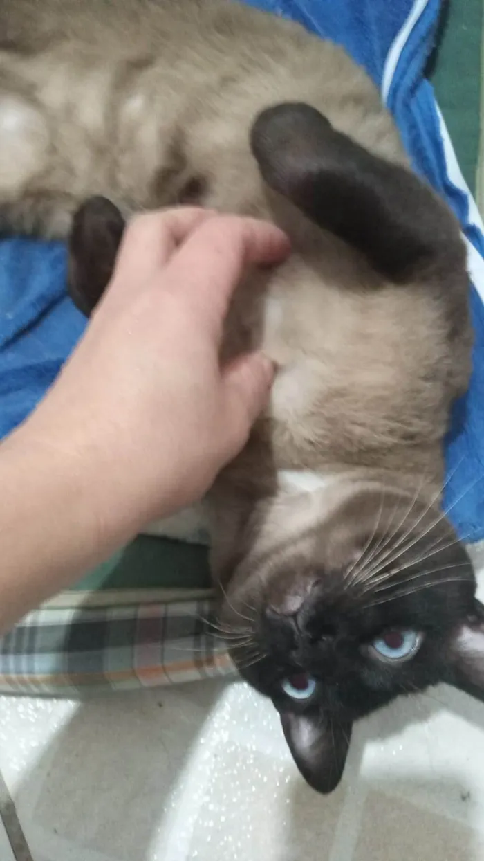 Gato ra a SRD-ViraLata idade 1 ano nome anakim