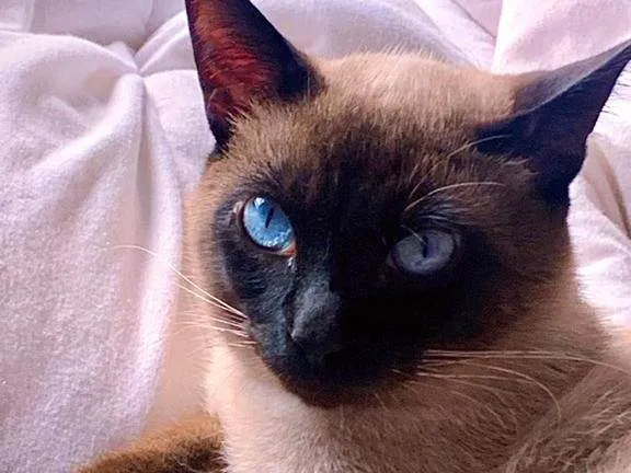 Gato ra a SRD-ViraLata idade 1 ano nome anakim