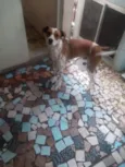 Pipoca