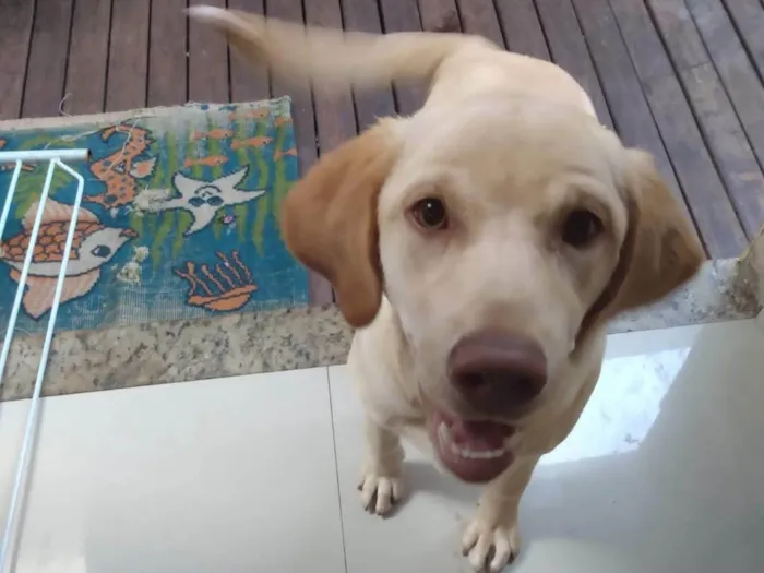 Cachorro ra a Labrador idade 4 anos nome Amora