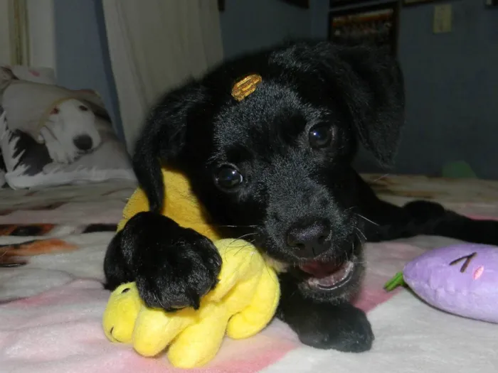 Cachorro raça SRD-ViraLata idade 2 a 6 meses nome Jake