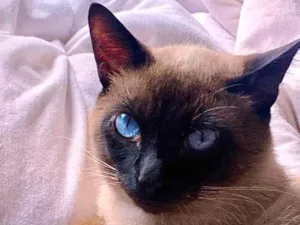 Gato raça SRD-ViraLata idade 1 ano nome anakim