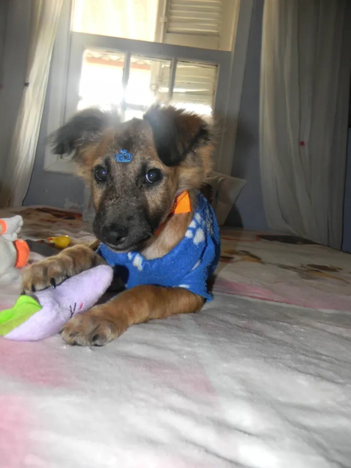 Cachorro raça SRD-ViraLata idade 2 a 6 meses nome Scar