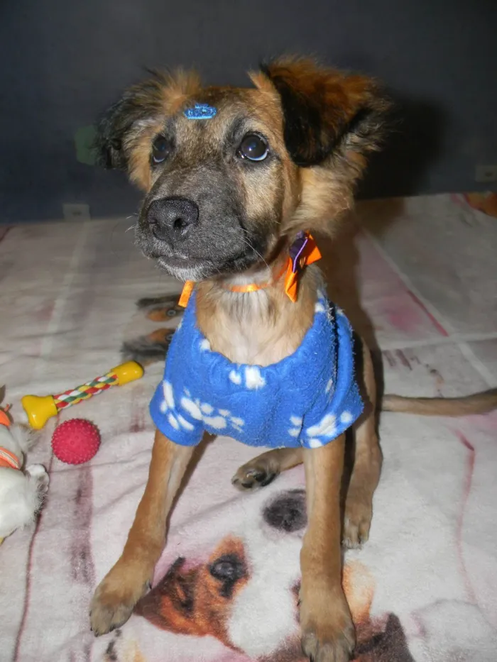 Cachorro raça SRD-ViraLata idade 2 a 6 meses nome Scar