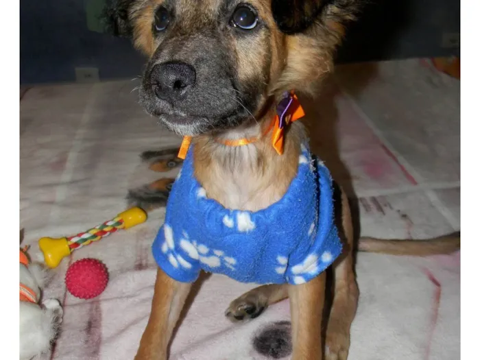 Cachorro raça SRD-ViraLata idade 2 a 6 meses nome Scar