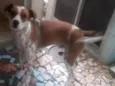 Pipoca