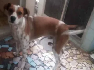 Cachorro raça SRD-ViraLata idade 2 anos nome Pipoca
