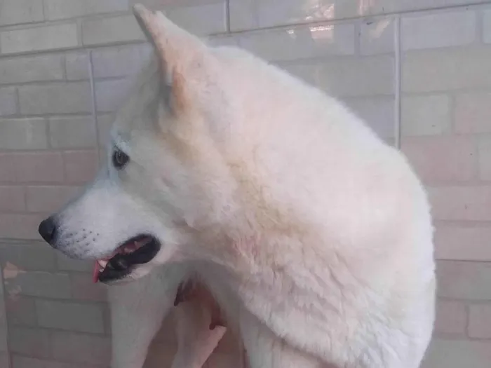 Cachorro ra a Akita  idade 2 anos nome Kiara 