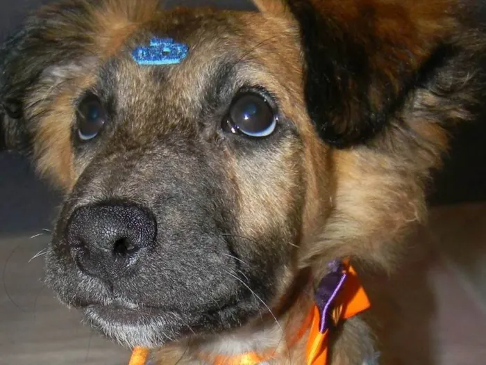 Cachorro raça SRD-ViraLata idade 2 a 6 meses nome Scar