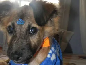 Cachorro raça SRD-ViraLata idade 2 a 6 meses nome Scar