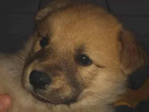Cachorro raça Mistura de Akita  idade Abaixo de 2 meses nome Sem nome 