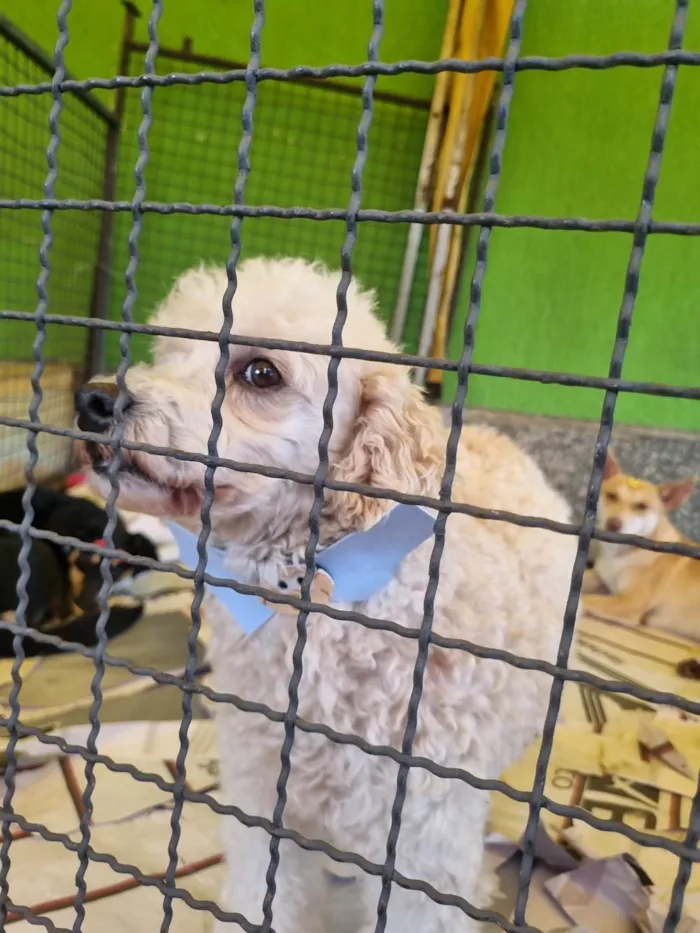 Cachorro raça  idade 5 anos nome Snoow