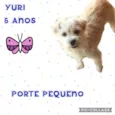Cachorro raça  idade 5 anos nome Yuri