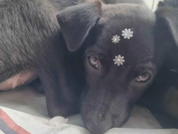 Cachorro raça  idade 2 a 6 meses nome Jade