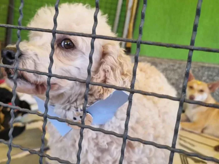 Cachorro raça  idade 5 anos nome Snoow