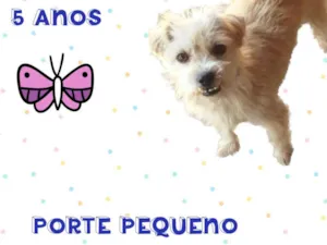 Cachorro raça  idade 5 anos nome Yuri