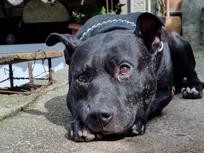 Cachorro ra a Pitt bull idade 1 ano nome Sem nome 