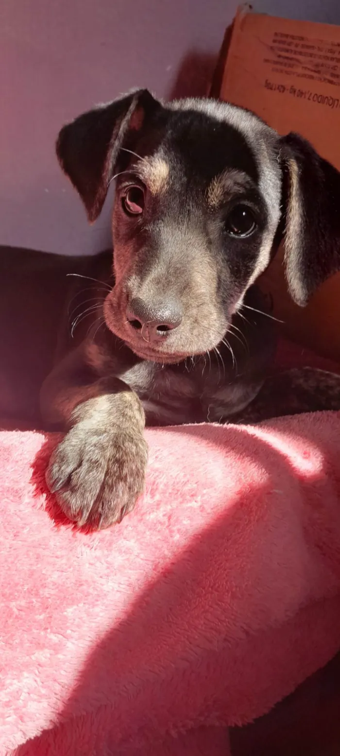 Cachorro ra a SRD (sem raça definida) idade Abaixo de 2 meses nome Ela ainda não tem nome :( você pode escolher :)