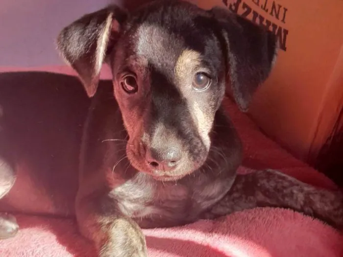 Cachorro ra a SRD (sem raça definida) idade Abaixo de 2 meses nome Ela ainda não tem nome :( você pode escolher :)