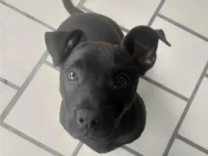 Cachorro raça SRD-ViraLata idade 2 a 6 meses nome Tobby
