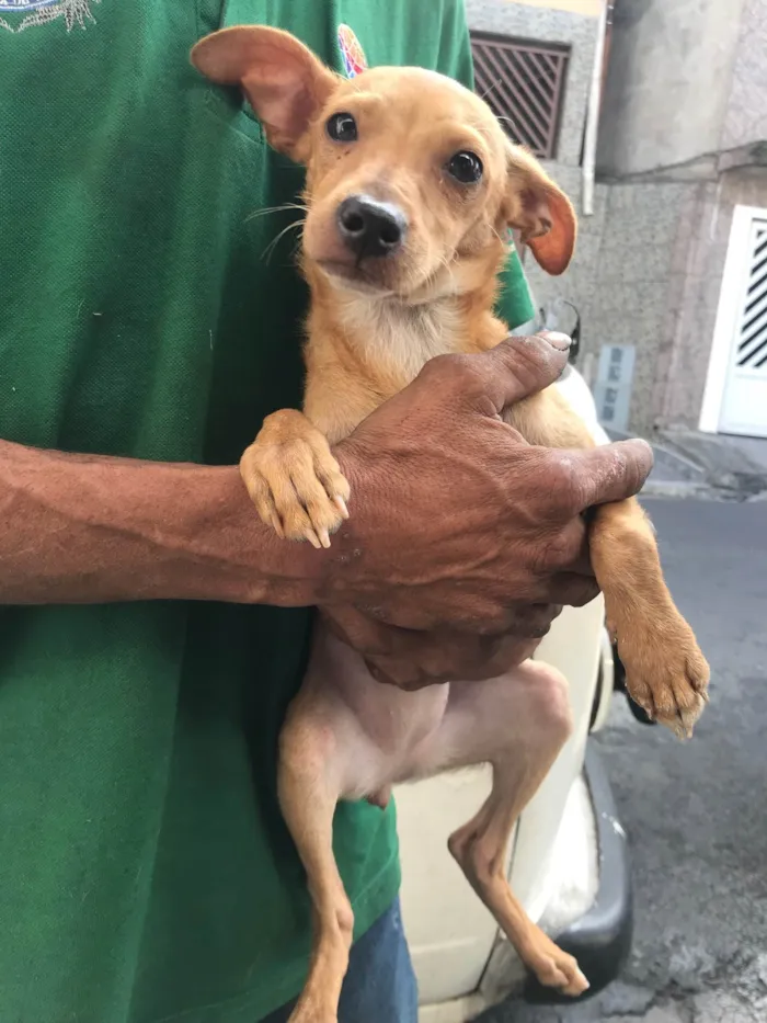 Cachorro ra a SRD-ViraLata idade 7 a 11 meses nome Kira e dará 