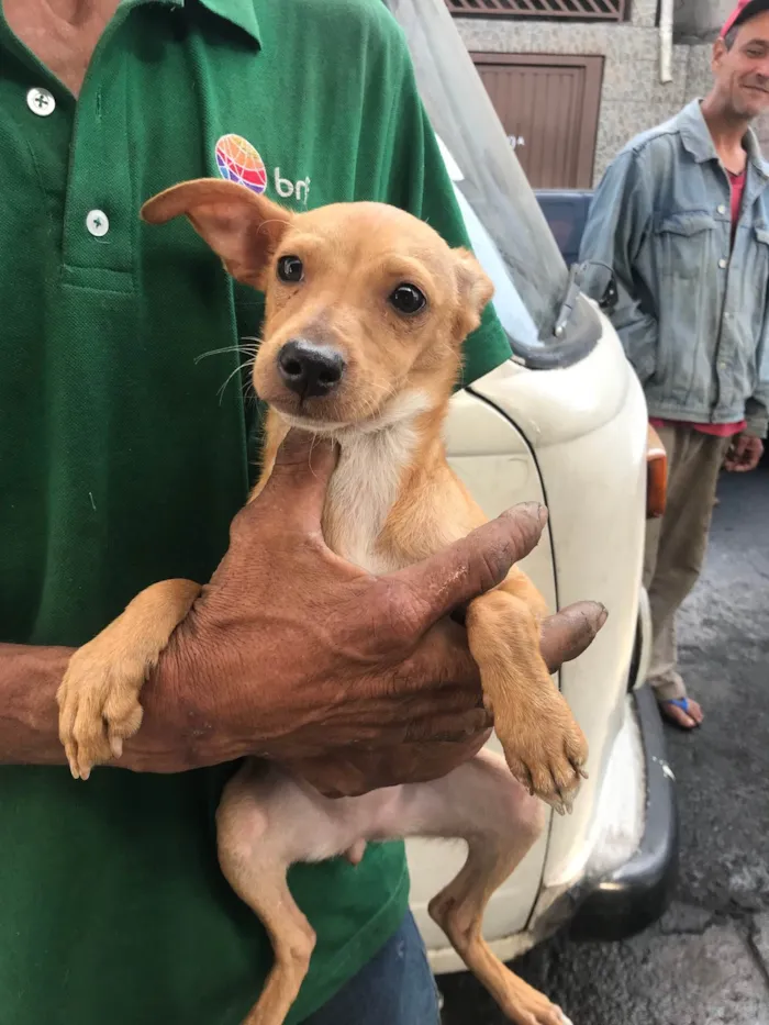 Cachorro ra a SRD-ViraLata idade 7 a 11 meses nome Kira e dará 