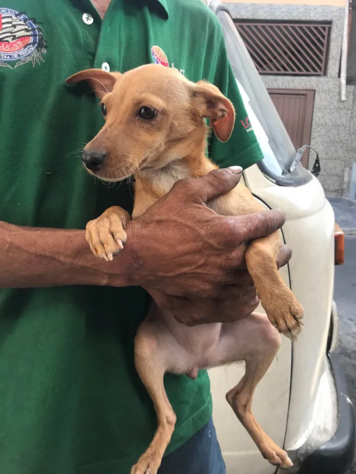 Cachorro ra a SRD-ViraLata idade 7 a 11 meses nome Kira e dará 