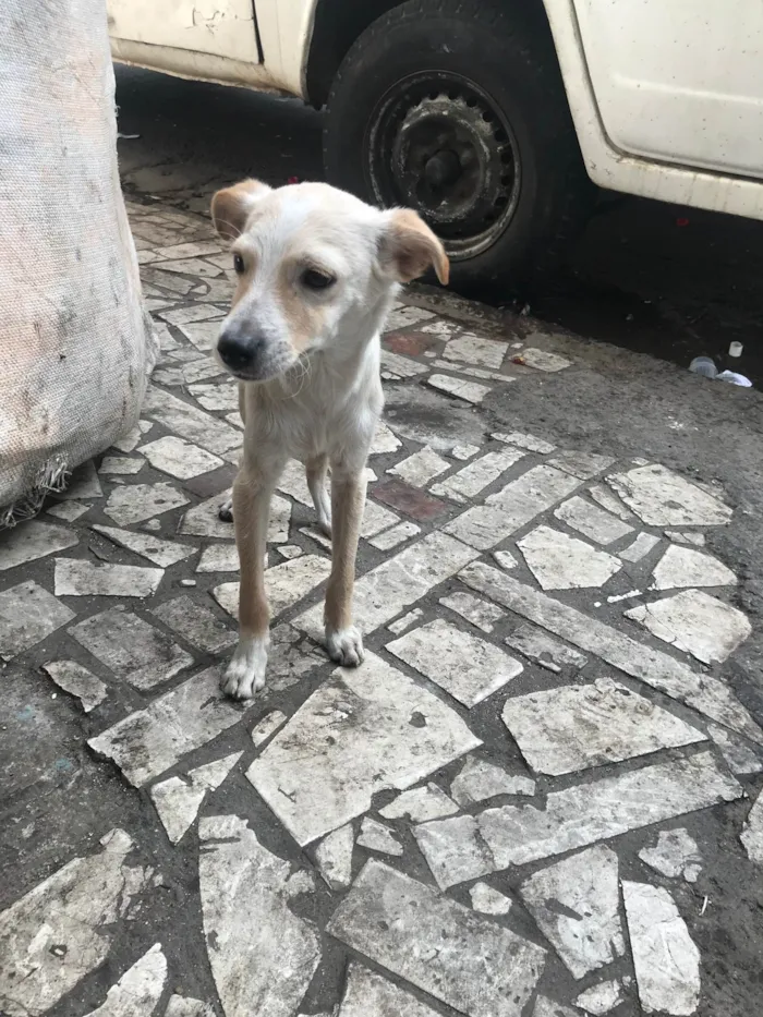 Cachorro ra a SRD-ViraLata idade 7 a 11 meses nome Kira e dará 