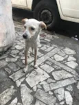 Kira e dará