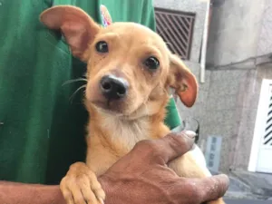 Cachorro raça SRD-ViraLata idade 7 a 11 meses nome Kira e dará 