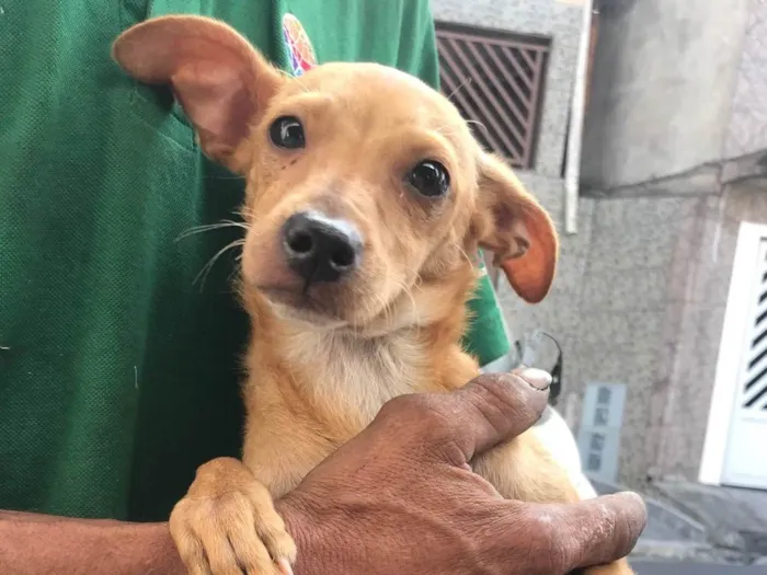 Cachorro ra a SRD-ViraLata idade 7 a 11 meses nome Kira e dará 