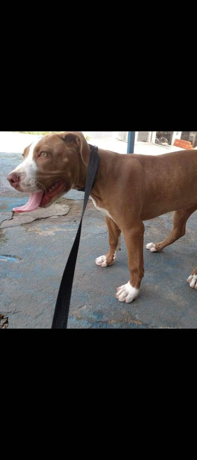 Cachorro ra a Pit-Bull idade 7 a 11 meses nome Pandora 