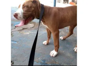 Cachorro raça Pit-Bull idade 7 a 11 meses nome Pandora 