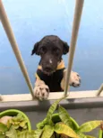 Pongo