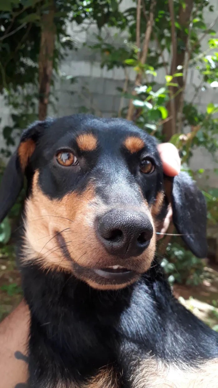 Cachorro ra a SRD-ViraLata idade 4 anos nome Fauna