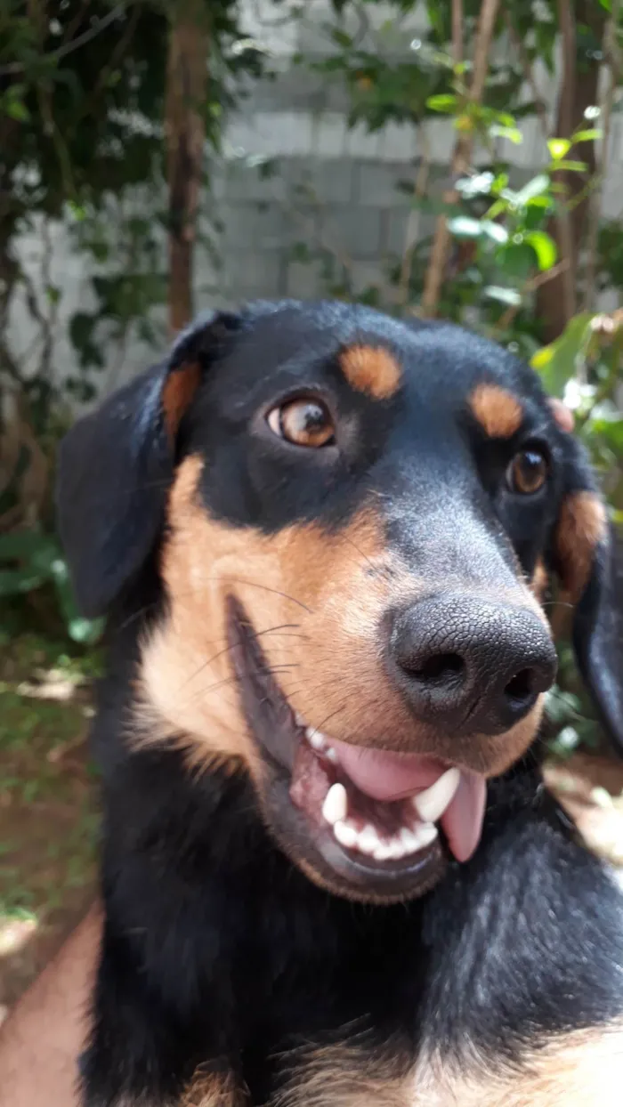 Cachorro ra a SRD-ViraLata idade 4 anos nome Fauna