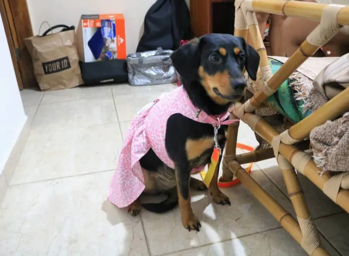 Cachorro ra a SRD-ViraLata idade 4 anos nome Fauna