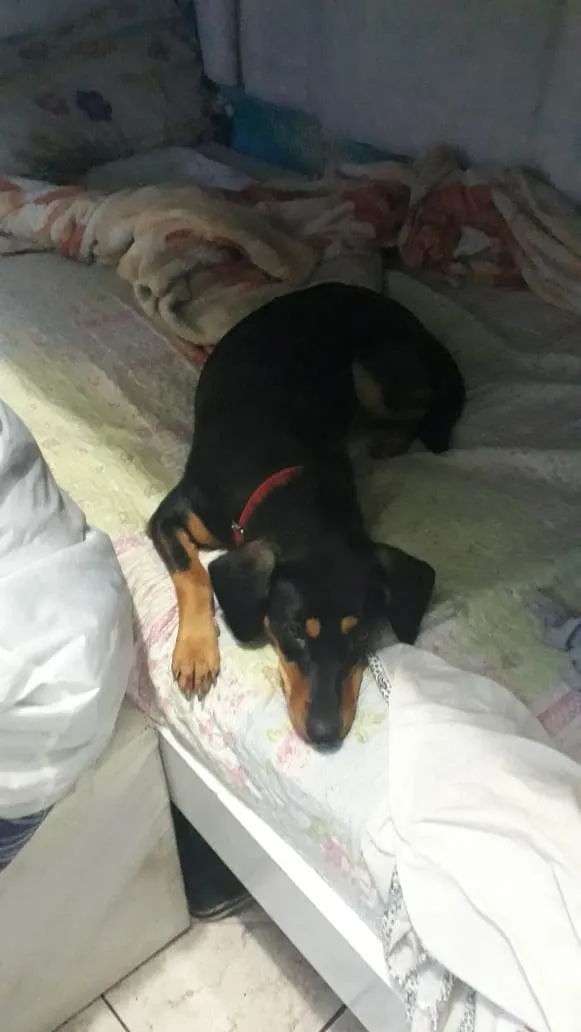 Cachorro ra a SRD-ViraLata idade 4 anos nome Fauna