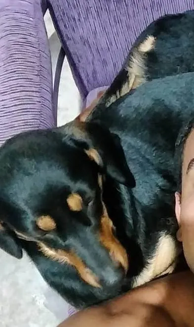 Cachorro ra a SRD-ViraLata idade 4 anos nome Fauna