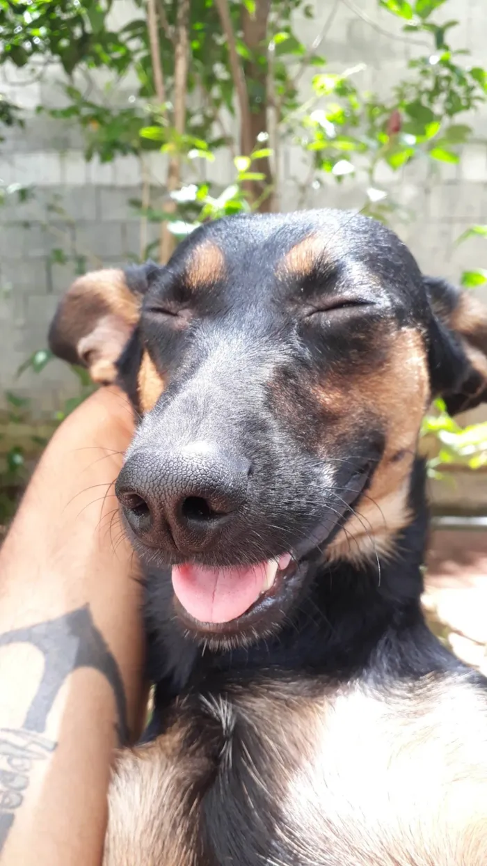 Cachorro ra a SRD-ViraLata idade 4 anos nome Flora