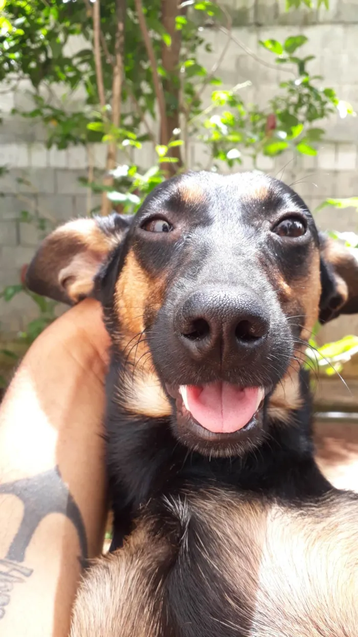 Cachorro ra a SRD-ViraLata idade 4 anos nome Flora