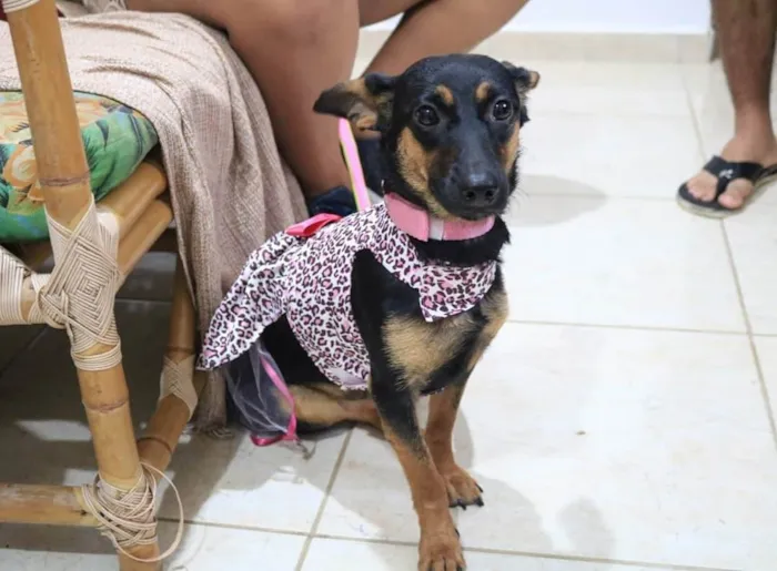 Cachorro ra a SRD-ViraLata idade 4 anos nome Flora