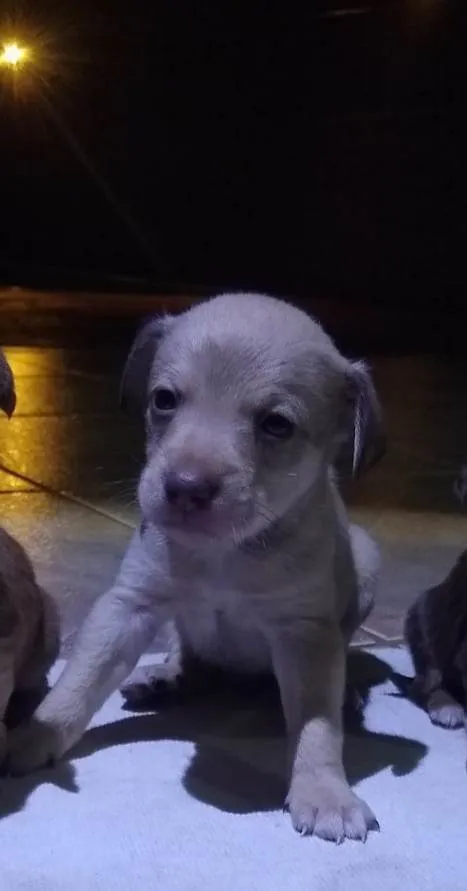 Cachorro ra a  idade Abaixo de 2 meses nome Filhotes