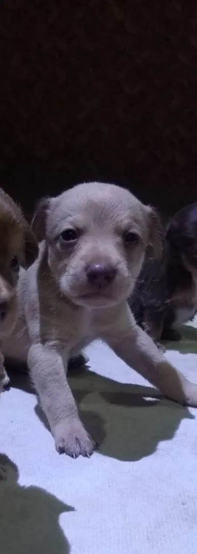 Cachorro ra a  idade Abaixo de 2 meses nome Filhotes