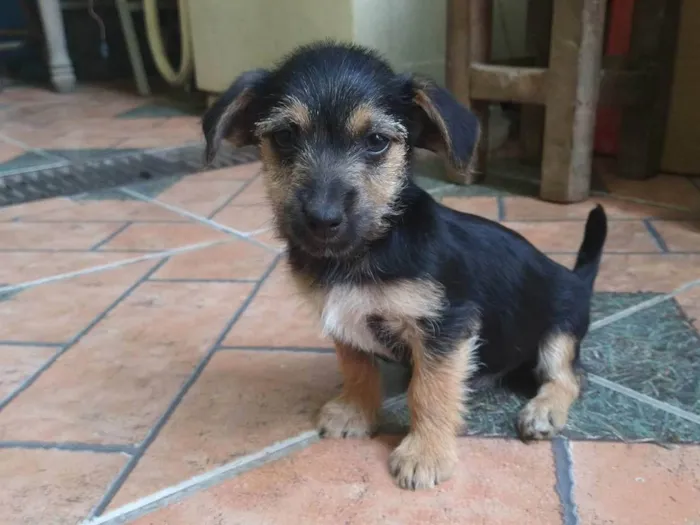 Cachorro raça SRD-ViraLata idade 2 a 6 meses nome Léo